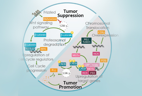 인산화 항체 세트 | Phosphorylated antibody duo and panel 이미지