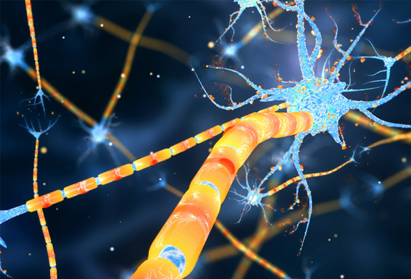 신경세포 선택 가이드 | Neural Cells 이미지