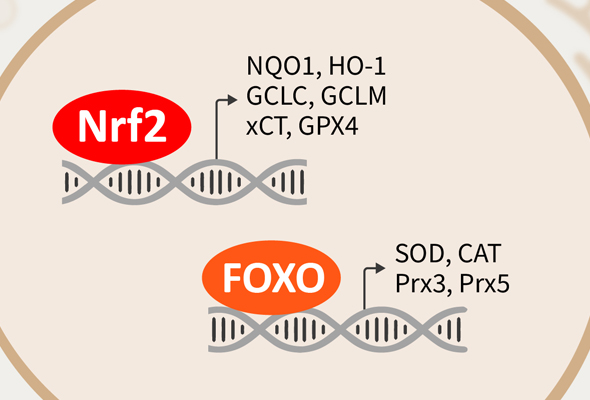 항산화 방어 조절 | Keap1-Nrf2-ARE Antibody Panel과 FOXO 항체 이미지