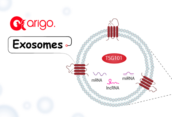 엑소좀 마커 항체 | Exosome Marker Antibody 이미지