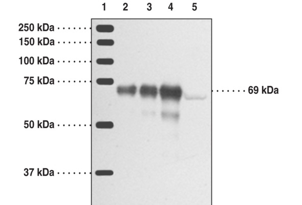 Enzyme Antibodies 이미지