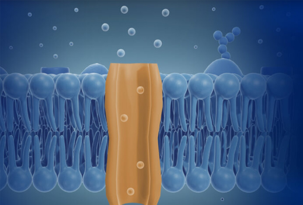 PrecisION™ hERG & hNav1.5 Ready-to-Assay Cells 이미지