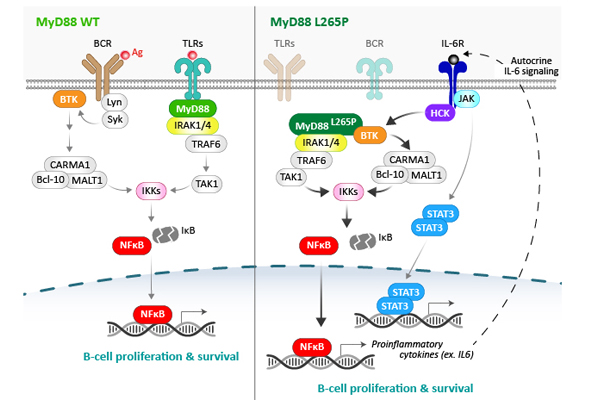 MyD88 L265P Antibody 이미지