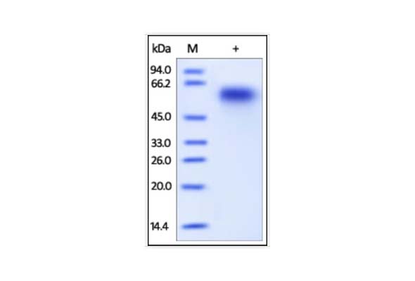 CD Marker Recombinant Protein 이미지