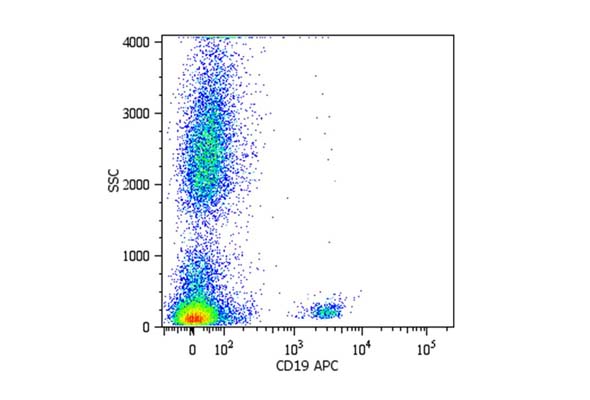 B cell CD Marker Antibody (CD19,CD20) 이미지