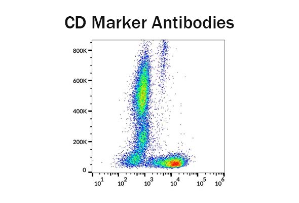 CD Marker Antibody (CD1-CD19) 이미지