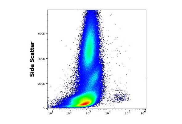 Stem Cell CD Marker Antibody (CD34) 이미지