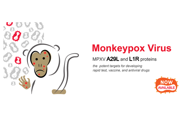 Monkeypox (MPOX/엠폭스/원숭이두창) Virus Antibody & Antigen 이미지