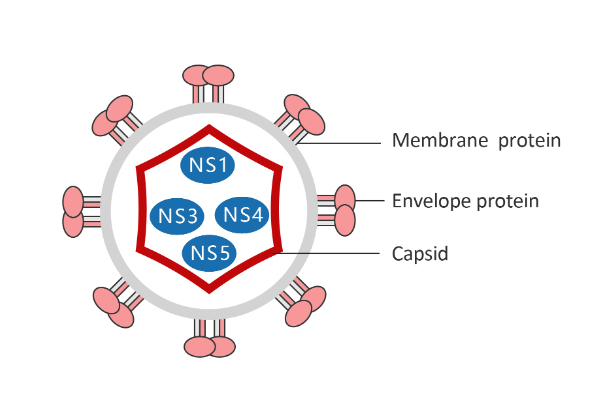 Dengue Virus (DENV/뎅기바이러스) Antibody & Protein 이미지