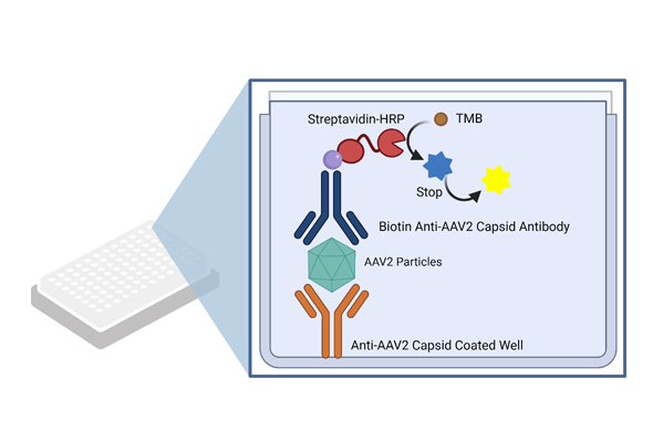 AAV Titer Capsid ELISA Kits 이미지