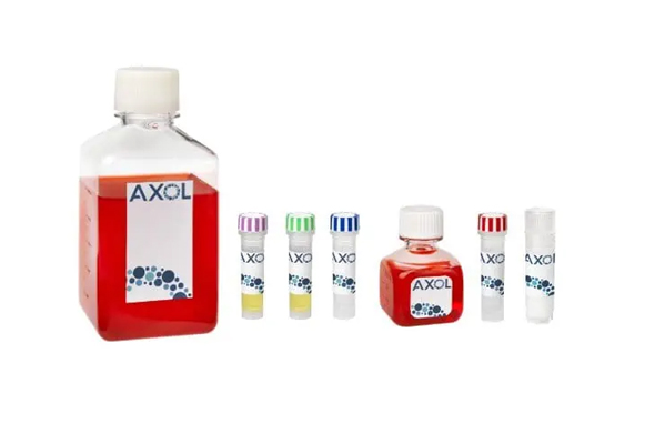 AXOL Cortical Excitatory Neurons Kit 이미지