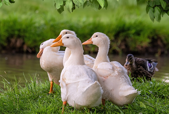 Duck, Goose, Turkey Cytokine ELISA Kit 이미지