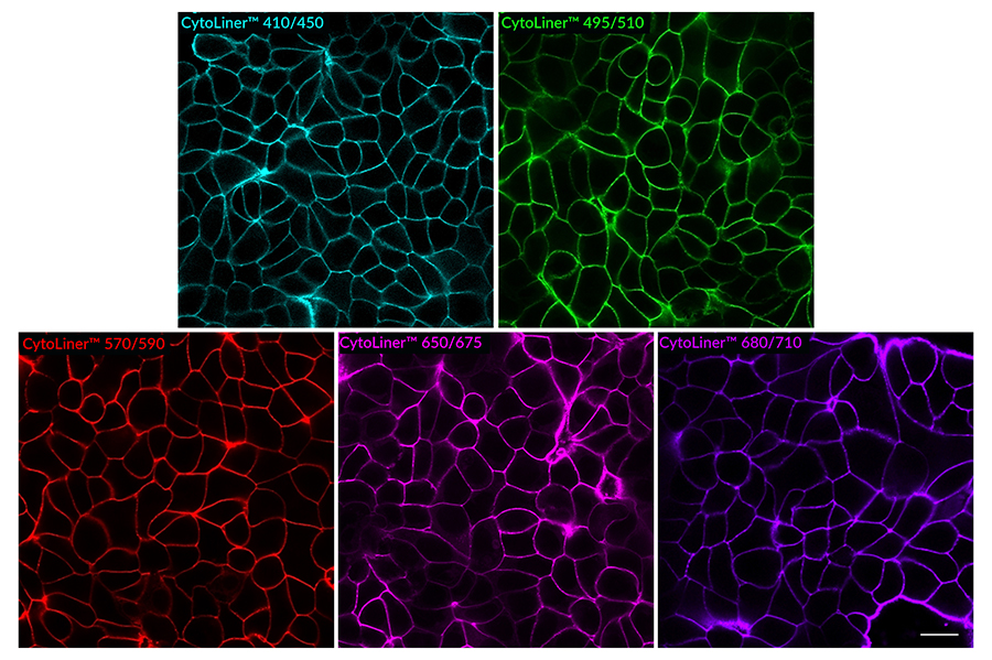 CytoLiner™ Fixed Cell Membrane Stains 이미지