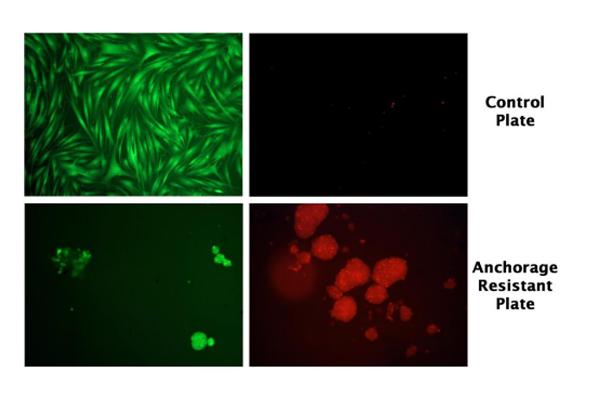 Anoikis (Anchorage-Dependent Cell Death) 분석 키트 이미지