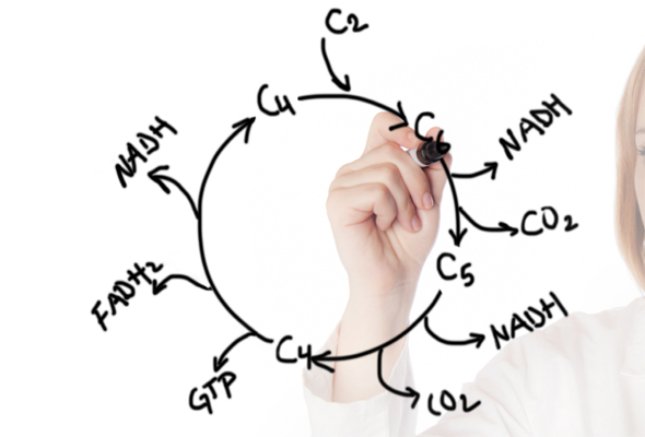 krebs-cycle-01.jpg