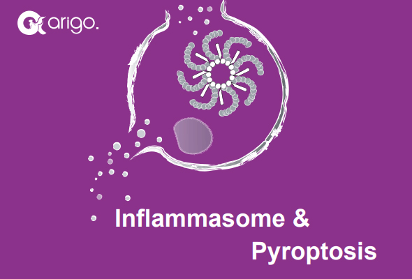 Inflammasome & Pyroptosis Antibody Panel 이미지