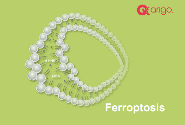 Ferroptosis / Oxytosis Antibody Panel 이미지