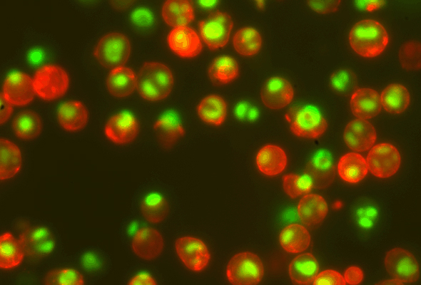 NucView® Caspase 3 Substrates 이미지