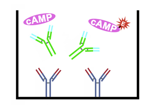 cAMP ELISA Kit 이미지