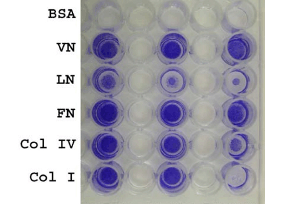 ECM Cell Adhesion Assay Kit 이미지