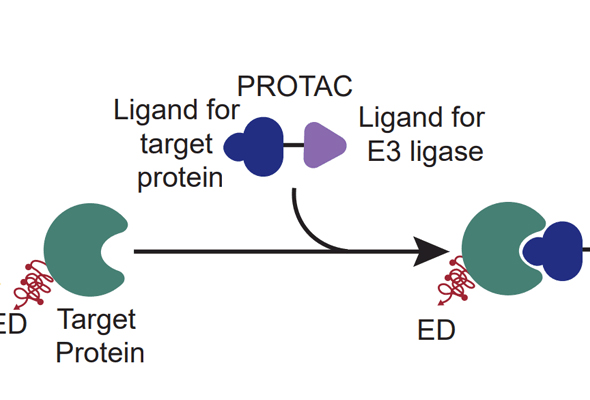 PROTAC 모니터링을 위한 SPRINTer Protein Turnover Biosensor Cell Line 이미지