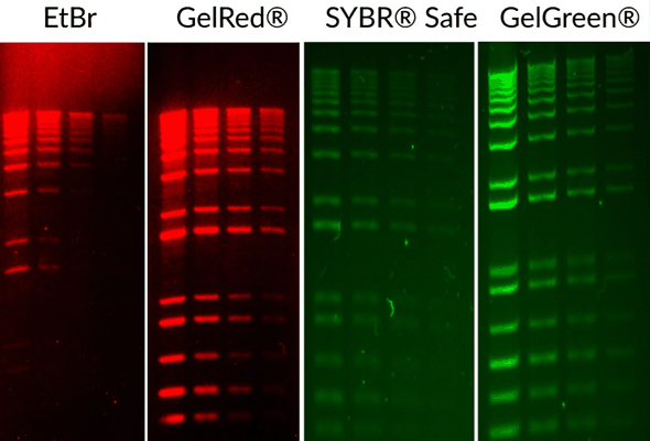 DNA 염색 시약 | GelRed® & GelGreen® DNA Stain 이미지