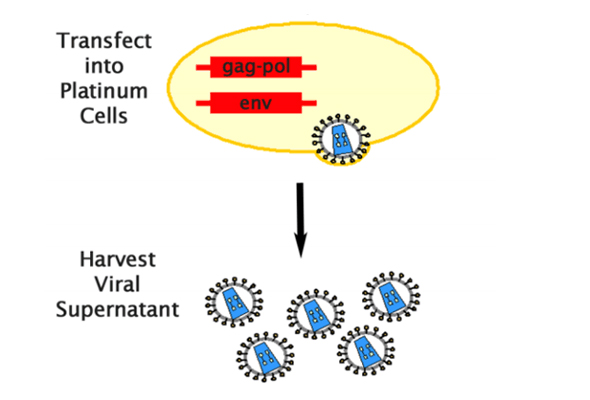 레트로바이러스 발현 | Retroviral Expression System 이미지