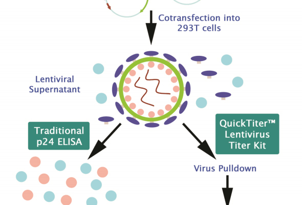 렌티바이러스 정량 | Lentivirus Titer & Quantitation Kits 이미지