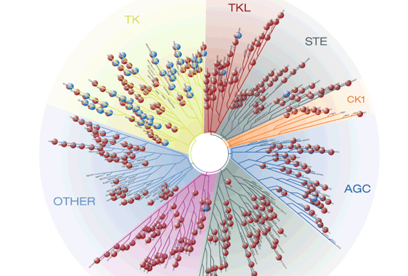 Kinase 분석 서비스 | Kinase Screening and Profiling Services 이미지