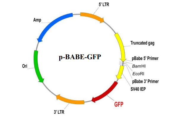 Retrovirus Expression Vector 이미지