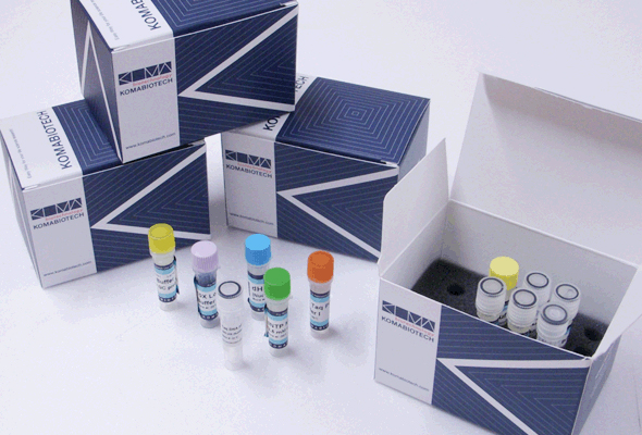 Taq DNA Polymerase Kit 이미지