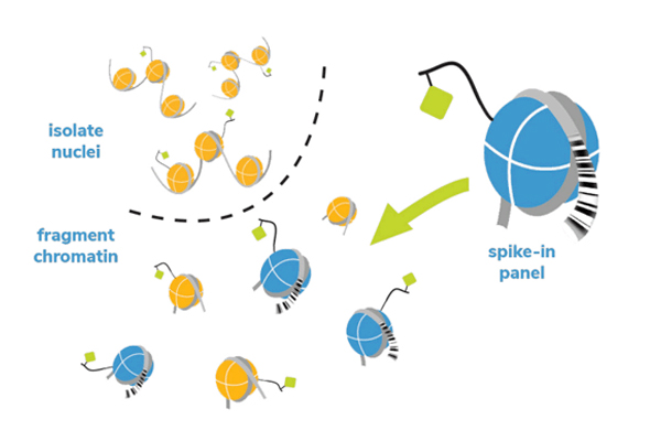 SNAP-ChIP/SNAP-CUTANA Spike-in control 이미지