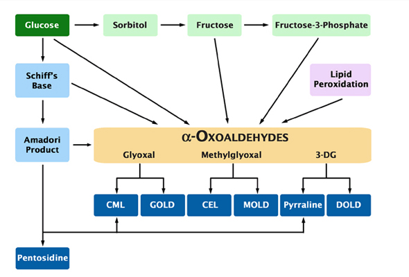 Advanced Glycation End products (AGE) ELISA Kit 이미지