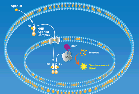 Nuclear Hormone Receptor Services | NHR 스크리닝 서비스 이미지