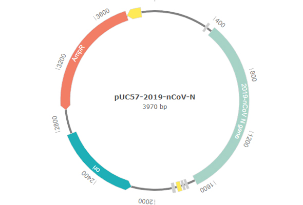 SARS-CoV-2 Plasmid  제작서비스 이미지