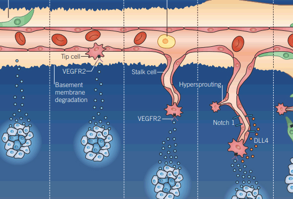 Angiogenesis Activators & Inhibitors 이미지