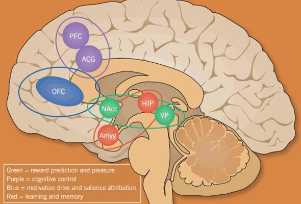 중독 연구 | Addiction Activators & Inhibitors 이미지