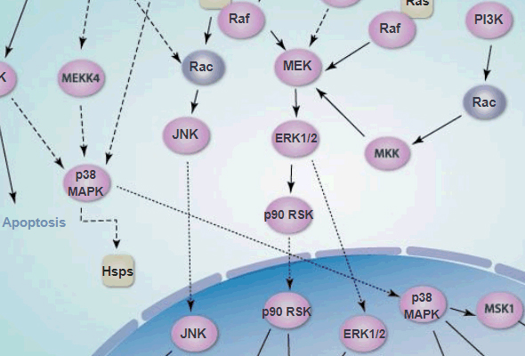 Ferroptosis Activators & Inhibitors 이미지