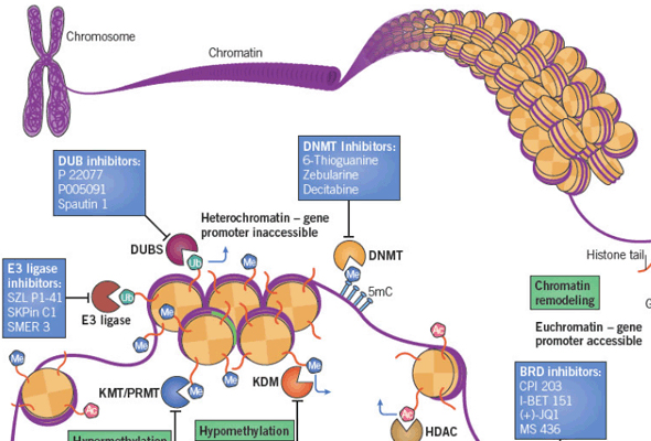 에피제네틱스 | Epigenetics Inhibitors & Activators 이미지