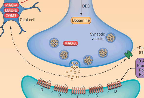 파킨슨병 연구 | Parkinson's Disease Small Molecules 이미지