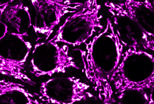 미토콘드리아 염색 | Mitochondrial Dyes 이미지