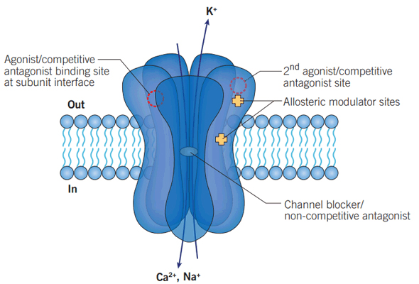 이온 채널 Inhibitor | Ion Channel Agonist and Antagonist 이미지