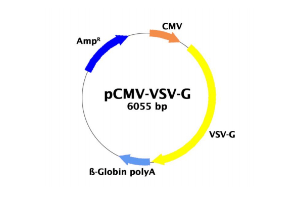 레트로바이러스 패키징 | Retrovirus Packaging Plasmid Vector 이미지