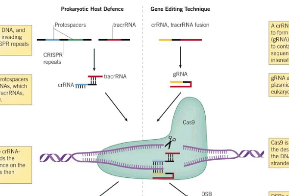 CRISPR-mediated HDR efficiency Enhancer 이미지