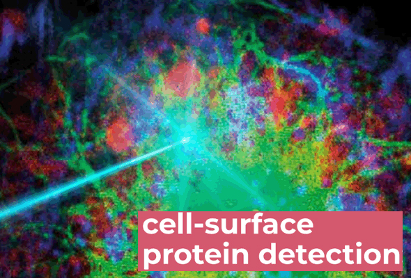 FACS용 항체 | Live cell imaging antibody 이미지