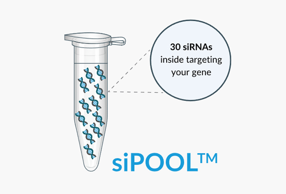 siRNA Pool 제작서비스 | siPOOL™ 이미지