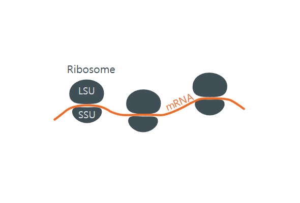 eRibo Pro 리보솜 프로파일링 서비스 | ribosome profiling service 이미지