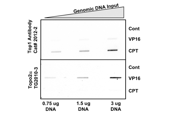 Topoisomerase ICE Assay Kit 이미지