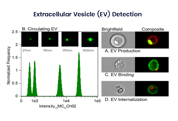 엑소좀 식별 및 정량서비스 이미지