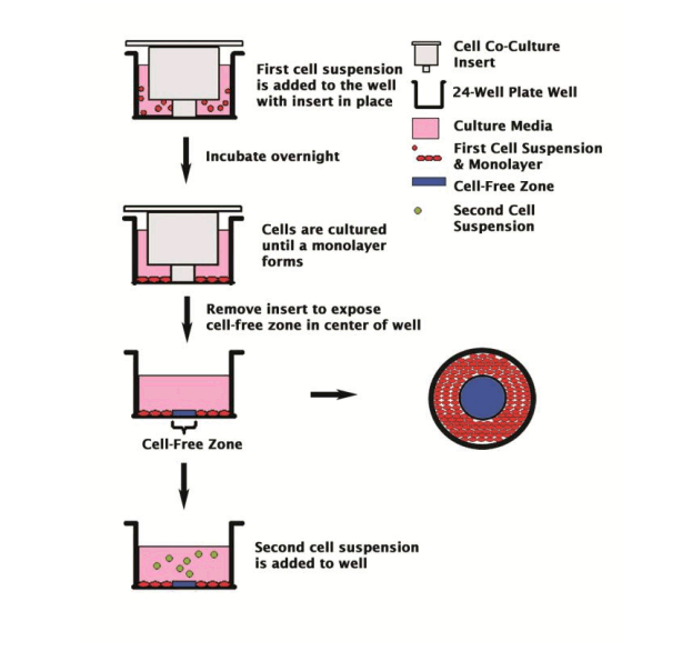 세포공동배양원리